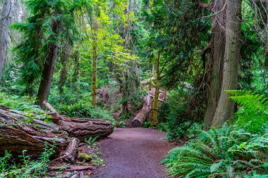 Batı Seattle, Washington 'daki Schmitz Park' taki patikanın manzarası..