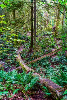 Batı Seattle, Washington 'daki Schmitz Park' taki ağaçların ve eğreltiotlarının manzarası.
