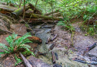 A view of deadwood and a stream at Schmitz Park in West Seattle, Washington. clipart