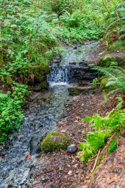 Batı Seattle, Washington 'daki Schmitz Park' ta yakın çekim..