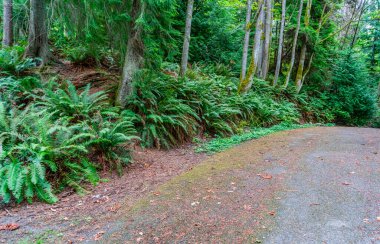 A detailed view of ferns at Schimtz Park in West Seattle, Washington. clipart