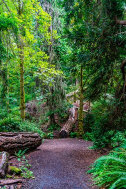 Batı Seattle, Washington 'daki Schmitz Park' taki patikanın manzarası..