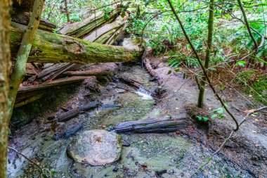 Batı Seattle, Washington 'daki Schmitz Park' ta bir akarsu manzarası.