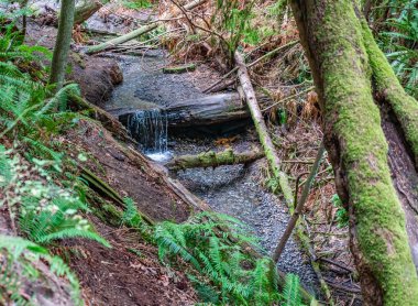 Batı Seattle, Washington 'daki Schmitz Park' ta küçük bir dere..