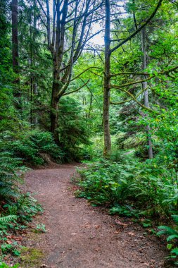 Batı Seattle, Washington 'daki Schmitz Park' taki patikanın manzarası..