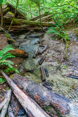 A view of deadwood and a stream at Schmitz Park in West Seattle, Washington. clipart