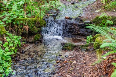 Batı Seattle, Washington 'daki Schmitz Park' ta yakın çekim..