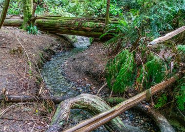 Batı Seattle, Washington 'daki Schmitz Park' ta küçük bir dere..