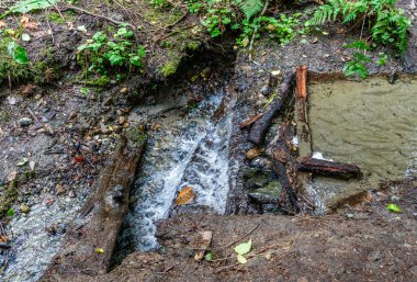 A close-up shot of a stream at Schmitz Park in West Seattle, Washington. clipart