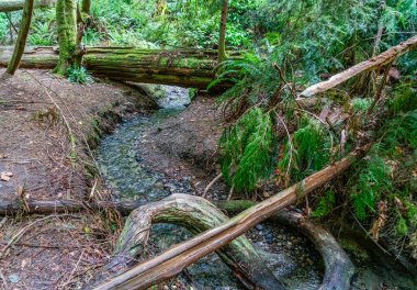 Batı Seattle, Washington 'daki Schmitz Park' ta küçük bir dere..