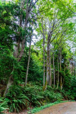 Batı Seattle, Washington 'daki Schmitz Park' taki ağaçların ve eğreltiotlarının manzarası.