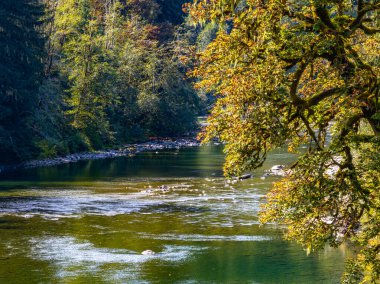 Washington 'da Milddle Forks yakınlarındaki Ağaçlar ve Snoqualmie Nehri.