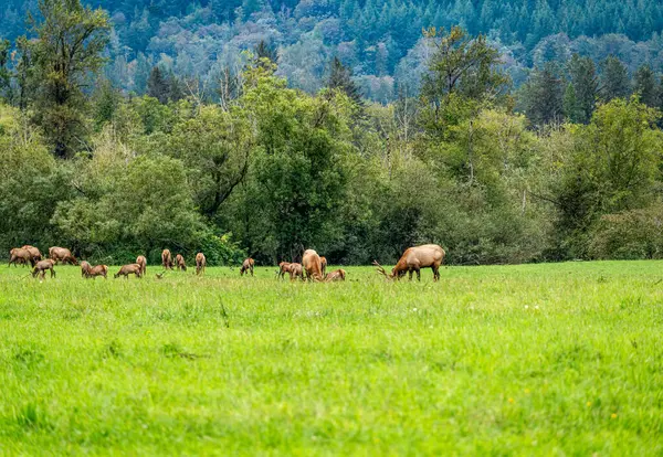 North Bend, Washington 'daki yeşil bir tarlada bir geyik sürüsünün görüntüsü.