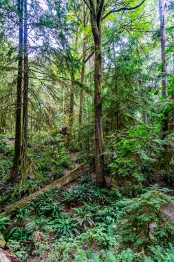 A view of trees and ferns at Schmitz Park in West Seattle, Washington. clipart