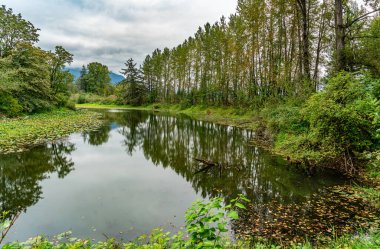 North Bend, Washington 'da ağaçlar bir nehir..