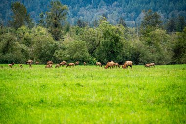 North Bend, Washington 'daki yeşil bir tarlada bir geyik sürüsünün görüntüsü.