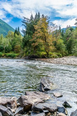 Washington 'daki Snoqualmie Nehri boyunca düşen ağaçlar.