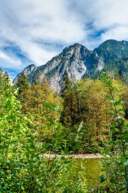 Washington 'da dağların altındaki ağaçların manzarası.