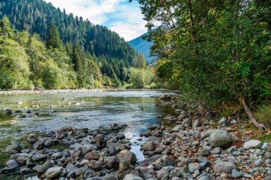 Washington 'da bir orman ve Snoqualmie Nehri manzarası.