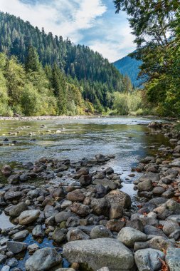 Washington 'da bir orman ve Snoqualmie Nehri manzarası.