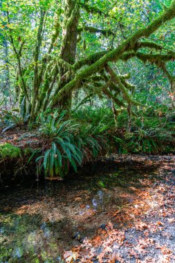 Washington, North Bend 'deki Si Dağı' nın dibinde yosun kaplı bir ağaç..