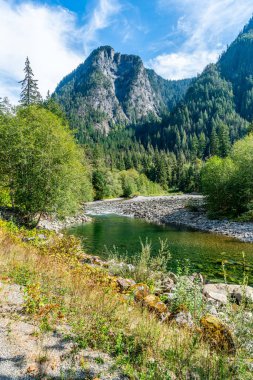 Büyüleyici bir dağ manzarası, Washington 'da bir nehir ve orman ağaçları. Statel