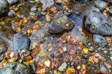 North Bend, Washington 'daki su yaprakları ve kayaların detaylı bir görüntüsü..