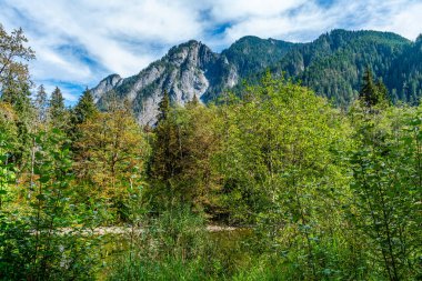 Washington 'da dağların altındaki ağaçların manzarası.