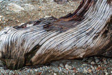 North Bend, Washington 'da bir ağaç gövdesindeki soyut çizgilerin yakın plan çekimi..