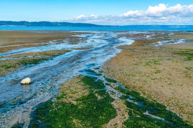 Washington 'daki Dash Point Eyalet Parkı' ndaki Puget Sound 'a doğru su akıyor..