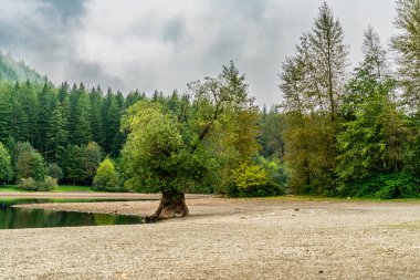 North Bend, Washington 'daki çıngıraklı yılan gölü kıyısı manzarası.