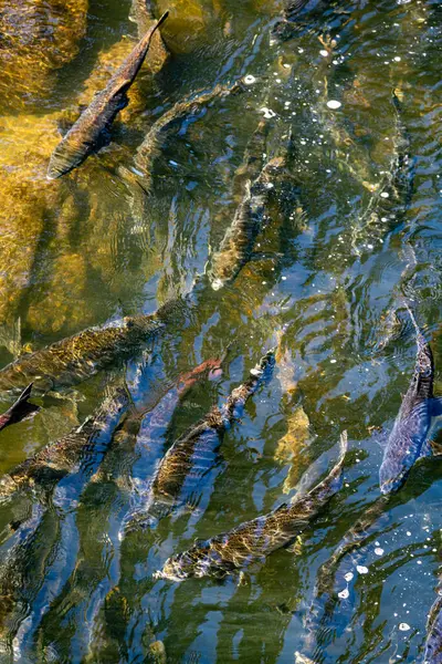 Chinook Somon, Washington 'daki Chinook Nehri' ndeki evine dönüyor..