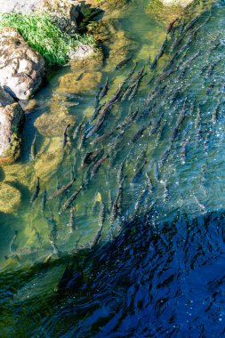 Chinook Salmon return home in the Chinook River in Washington State. clipart