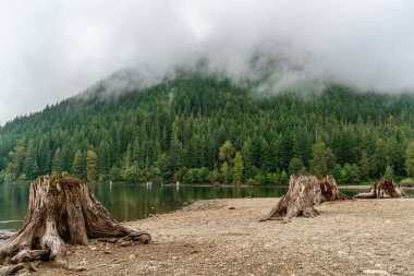 North Bend, Washington 'daki Çıngıraklı Yılan Gölü kıyısındaki ağaç kütükleri manzarası.