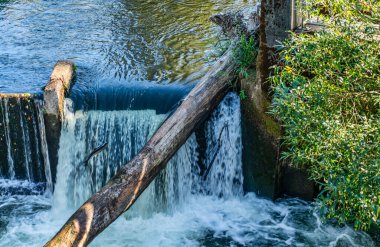 Tumwater, Washington 'da bir şelale ve zıplayan somon balığı manzarası.