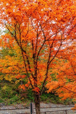 Renton, Washington 'daki Coulon Park' ta parlak sonbahar renkleriyle Tres.