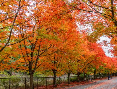 Renton, Washington 'daki Coulon Park' ta parlak sonbahar renklerine sahip ağaçlar.