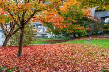 Seattle, Washington 'da bir brdige yakinlarinda parlak sonbahar yapraklari.