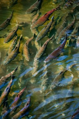 Chinook Somon 'un Tumwater, Washington' daki yakın plan bir resmi..