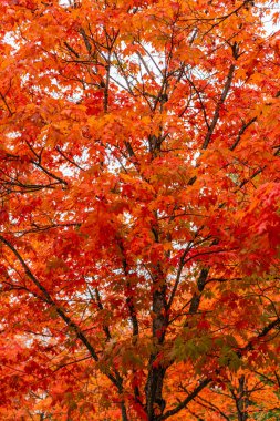 A background image of tree branches and colorful leaves in Reonton, Washington. clipart