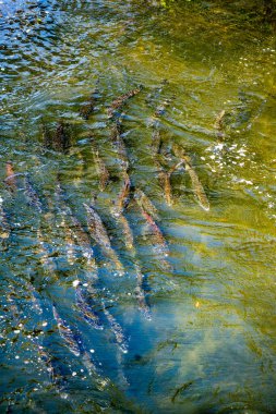 Chinook Salmon return home in the Chinook River in Washington State. clipart