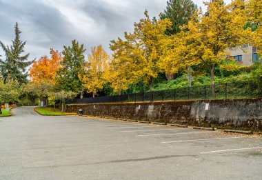 Washington Gölü yakınlarındaki bir otoparkta sonbahar ağacı..