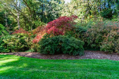 Washington 'daki Seattle Botanik Bahçesi' nde çalılıklar..