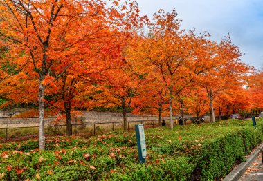 Renton, Washington 'daki Coulon Park' ta parlak sonbahar renkleriyle Tres.