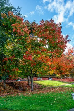 Seattle 'daki Washington Gölü boyunca uzanan kıyı şeridi parkındaki sonbahar ağaçlarının manzarası.