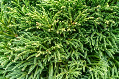 Seattle, Washington 'daki Kubota Gardens' ta bulunan yemyeşil bir bitkinin yakın plan çekimi..