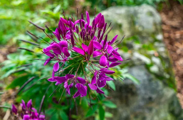 Seattle, Washington 'daki Kubota Gardens' da yakın plan bir mor çiçek fotoğrafı..