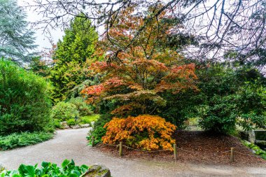 Seattle, Washington 'daki Kubota Bahçeleri' nde sonbahar ağaçlarının olduğu bir patika..
