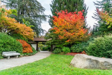 Seattle, Washington 'daki Kubota Gardens girişinin yanındaki güz ağaçları..