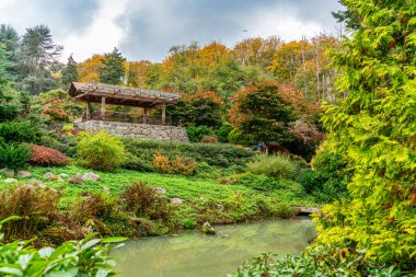Sonbaharda Kubota Bahçeleri 'nde bir mersin balığı. Seattle, Washington 'da..